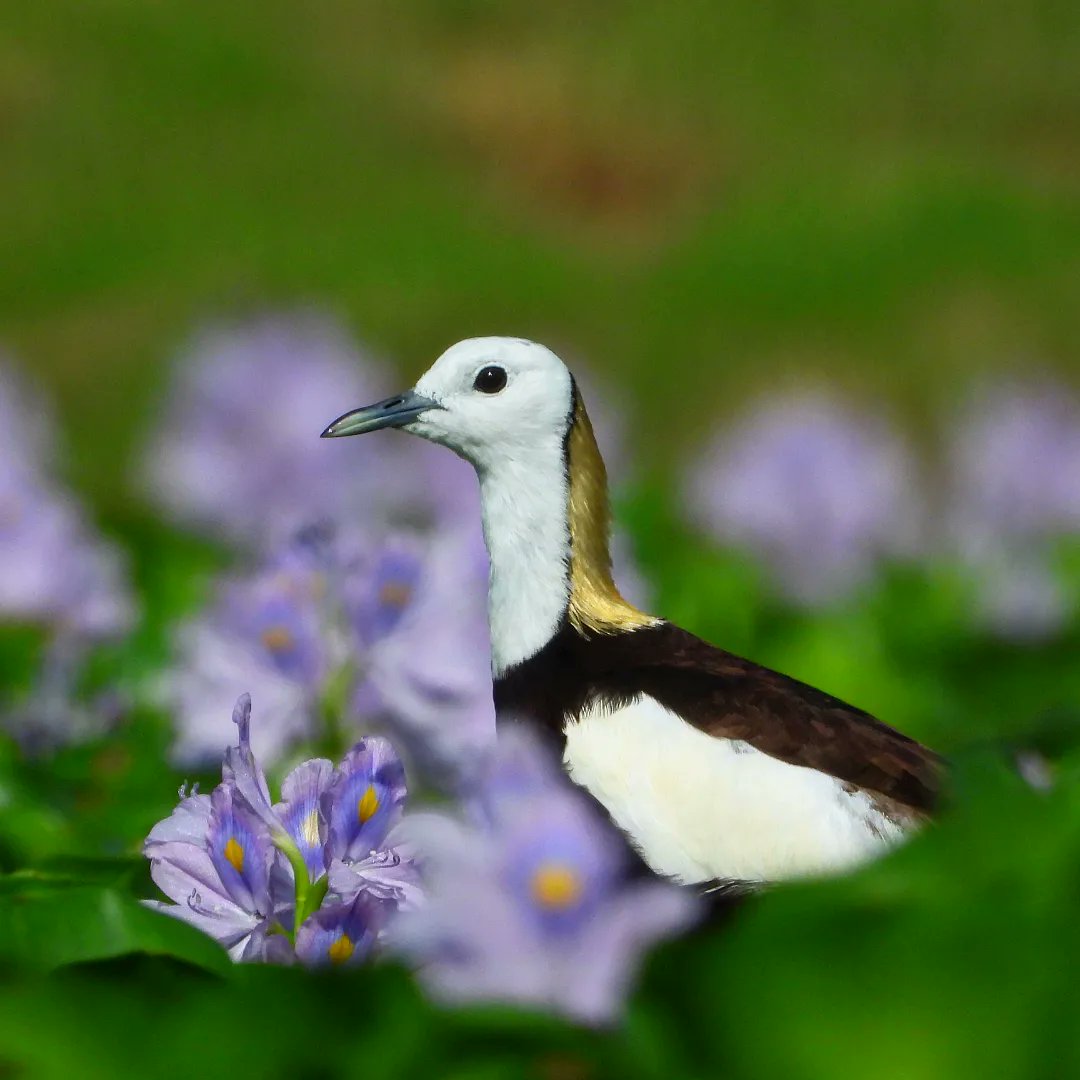 'JACANA'
Pheasant Tailed Jacana 
Shivdaspura, Jaipur Rajasthan
31052023
#jacana #pheasant 
#habitat #flowers #mauve 
#vanakriti
#natgeo 
#naturephotography 
#nature_of_our_world 
#nationalgeographic_ #nature_perfection 
#netgeotravelindia 
#netgeoyourshot 
#nationalgeographic