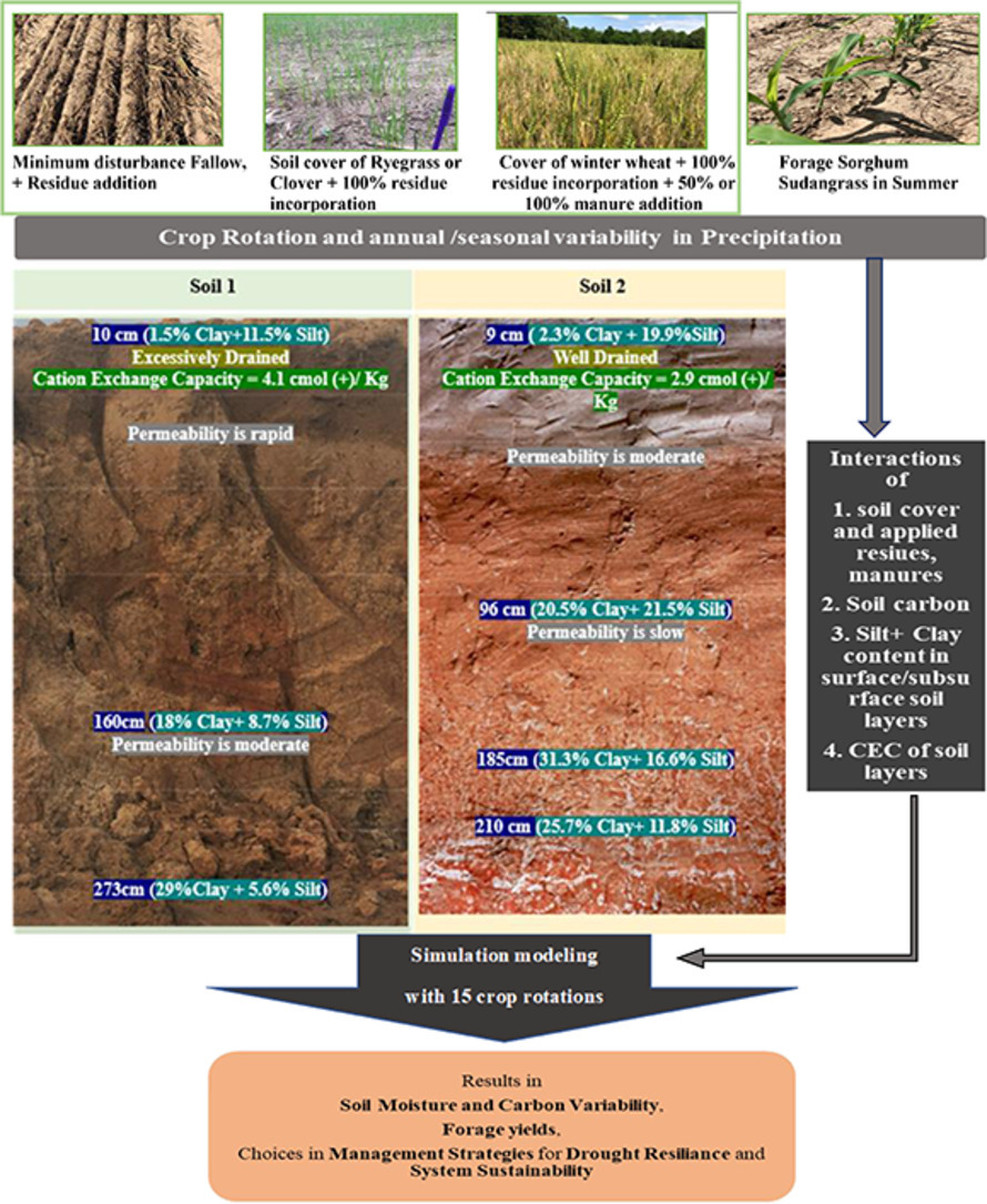 Simulating #soil-#carbon-#water #interactions in two #soilprofiles to select #precision #covercrop for #SoilHealth and #drought-#resilience sciencedirect.com/science/articl…