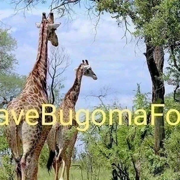 I am Endel Stamberg, a climate activist from Germany. Uganda forest cover is shrinking. And one of the forest in Uganda has been sold for agribusiness.  I’m calling upon activists around the world to add their voices on mine and #SaveBugomaForest! 
@KaoHua3
@Greenpeace