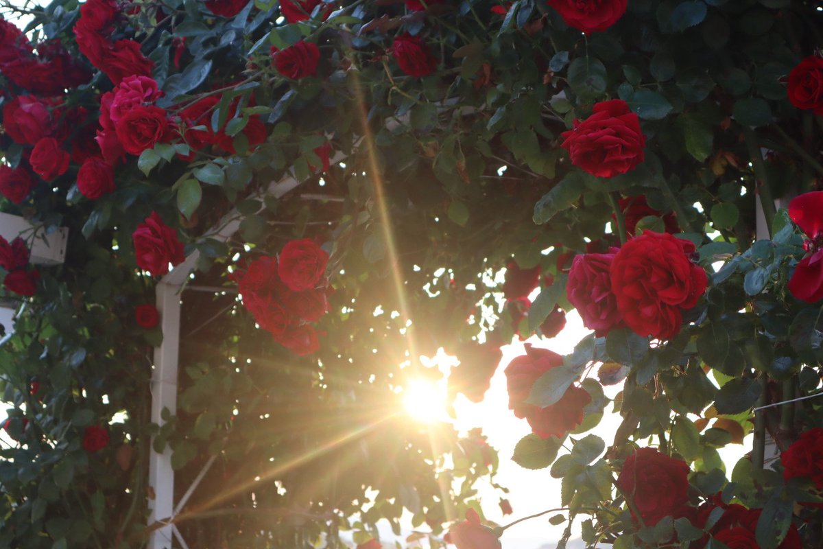 Sunrise #wednesdaythought #Nessebar #sunrise #roses #ThePhotoHour #Bulgaria.