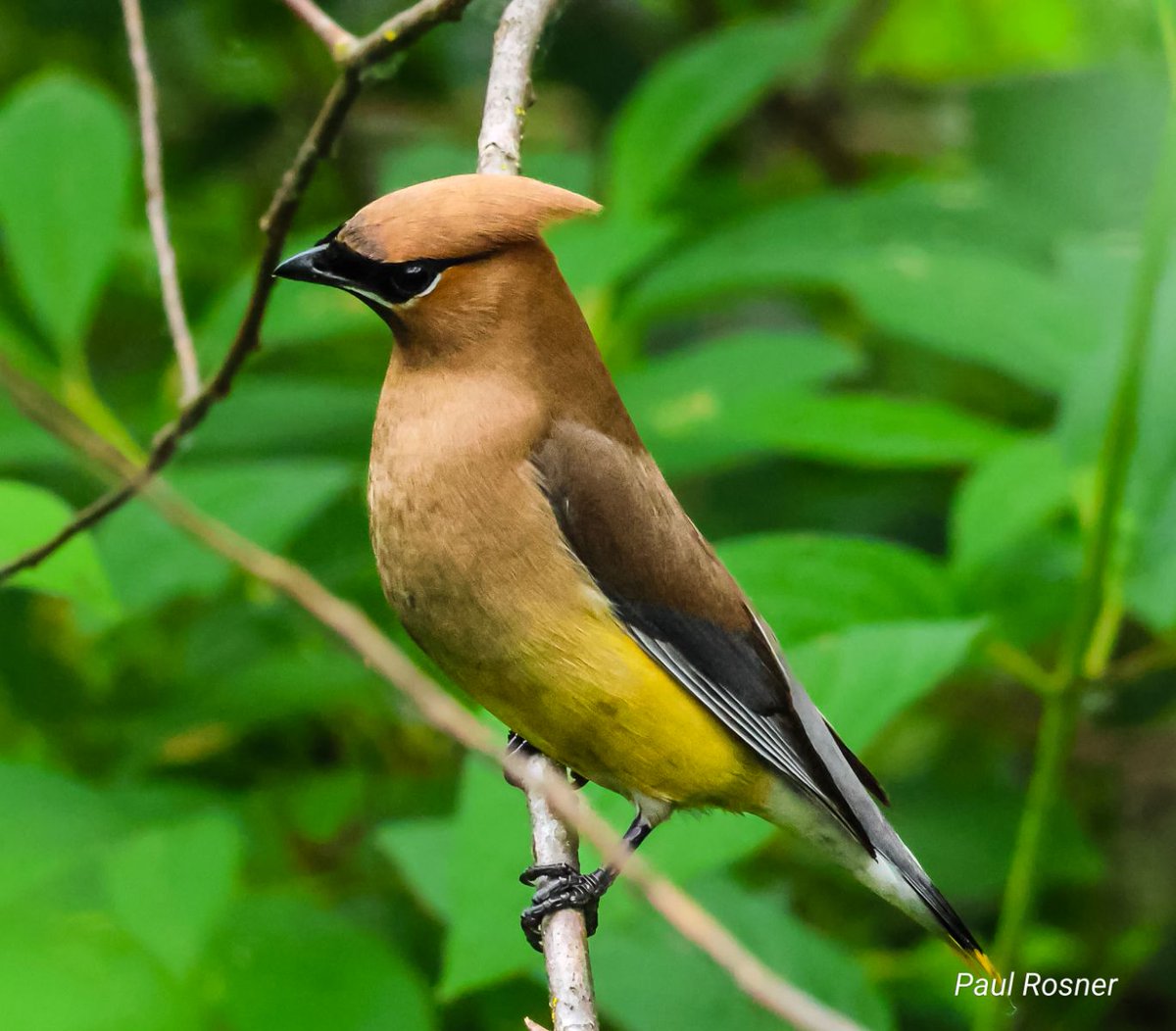 Cedar Waxwings are gorgeous birds