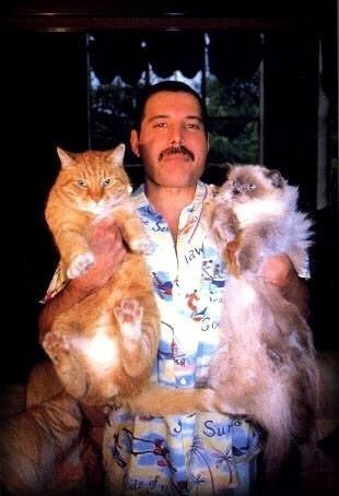 Freddie Mercury and his cats.