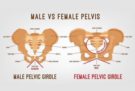 shesbonky's tweet photo. Awwww. Look at men's adorable little delicate pelvises. 

My pelvis could beat up your pelvis, you wuss. https://t.co/fcZZLK5ImD