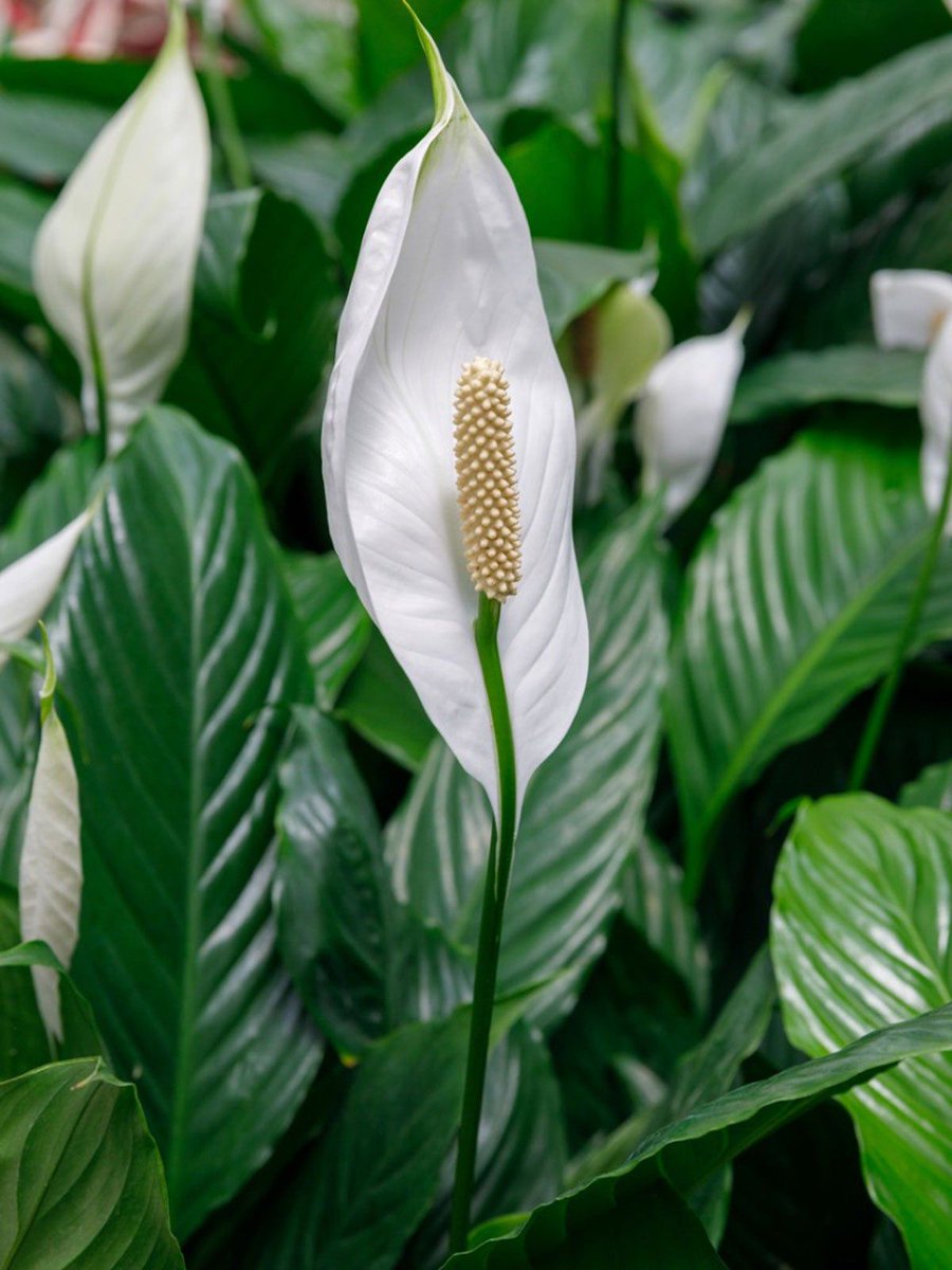 Bringing peace and serenity to your feed with this beautiful peace lily 🌿 
#plantsofinstagram #peacefulvibes #greenthumb