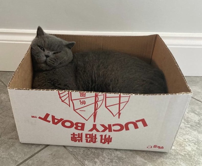 bach_glas's tweet photo. Had lovely visitors from South Africa this weekend so after drinking wine the hoomans got silly and got a takeaway. The box smells delicious - I have colonised it. #CatsofTwitter #catinabox https://t.co/jL7uiXv2hp