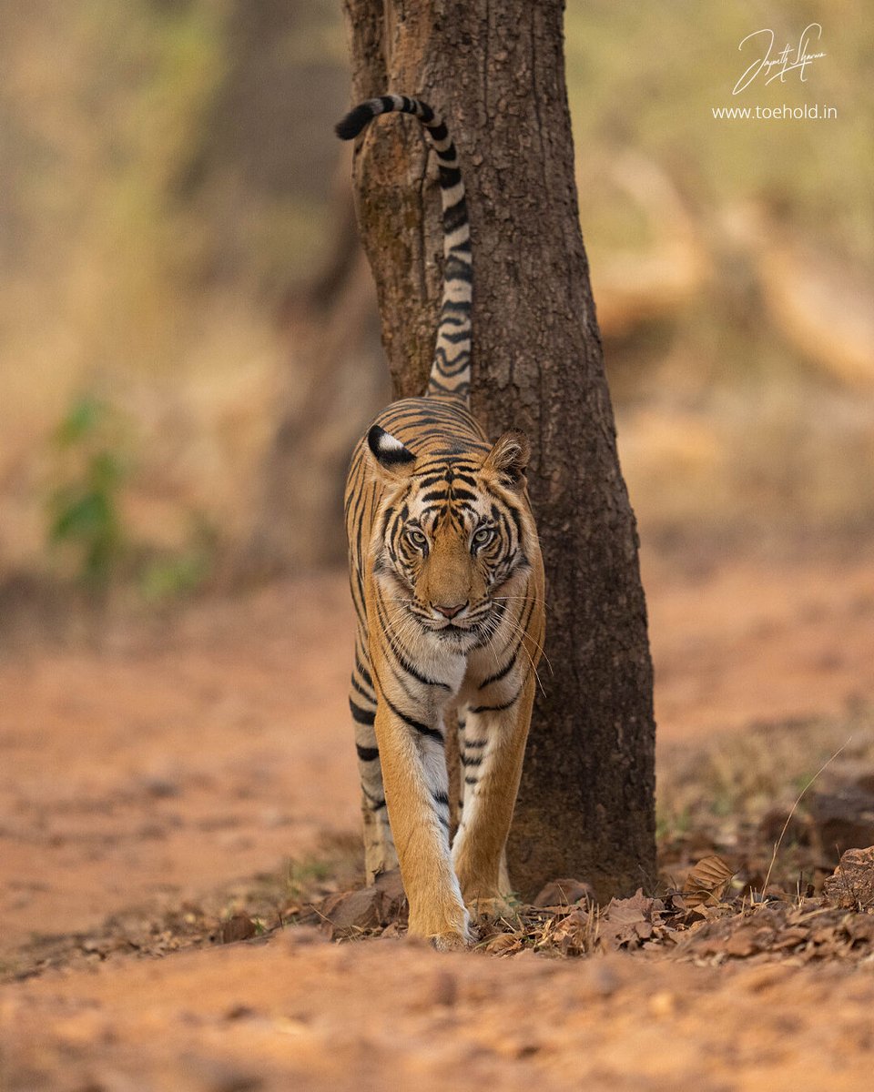 A beautiful #Tiger from #Bandhavgarh

#ToeholdPhotoTravel #SonyAlphaIn