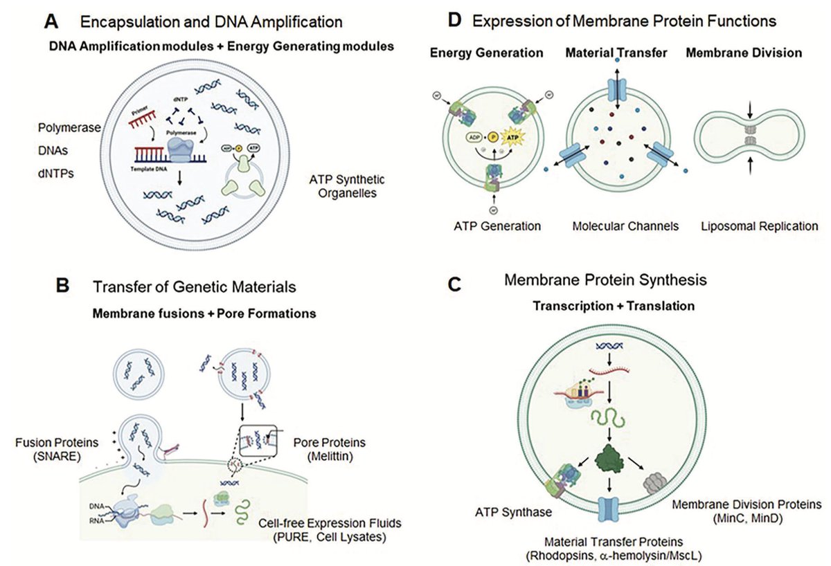 A Self-Regenerating Artificial Cell, that is One Step Closer to Living Cells: Challenges and Perspectives
onlinelibrary.wiley.com/doi/10.1002/sm…