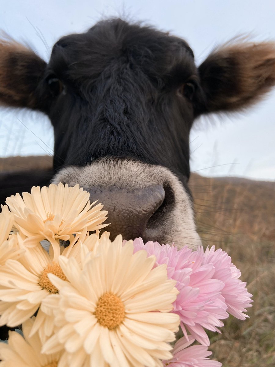 Happy Tuesday!

#cutecows #cows #babycows #happycows #cowstagram #fluffycows #cowsmakemehappy #cowselfie #lovecows #cowseverywhere #cowslife #cowsarecool #ilovecows #cowsarecute #cowshow #babycow #cowshit #garden  #dairycows #cowsarefriendsnotfood #cowsfordays #cowslips