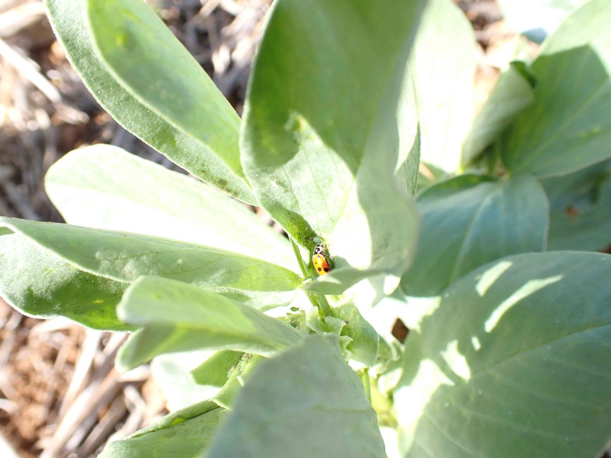 🧐If you haven't inspected your faba bean yet, there are 'good guys' who have. They find the faba bean aphid quite appetising.🐞

@NSWDPI_AGRONOMY <a href="/theGRDC/">GRDC</a> <a href="/GRDCNorth/">GRDC North</a> <a href="/cesaraustralia/">Cesar Australia</a> @Pulse_Australia