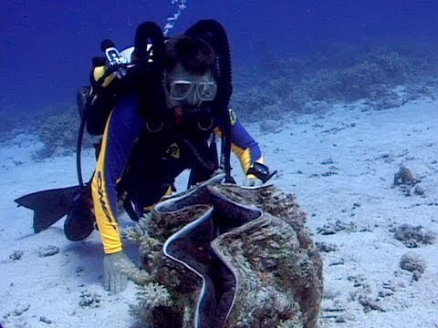 hey__mikey's tweet photo. i forgot how obsessed i am with giant clam https://t.co/3fhDhsBX5b