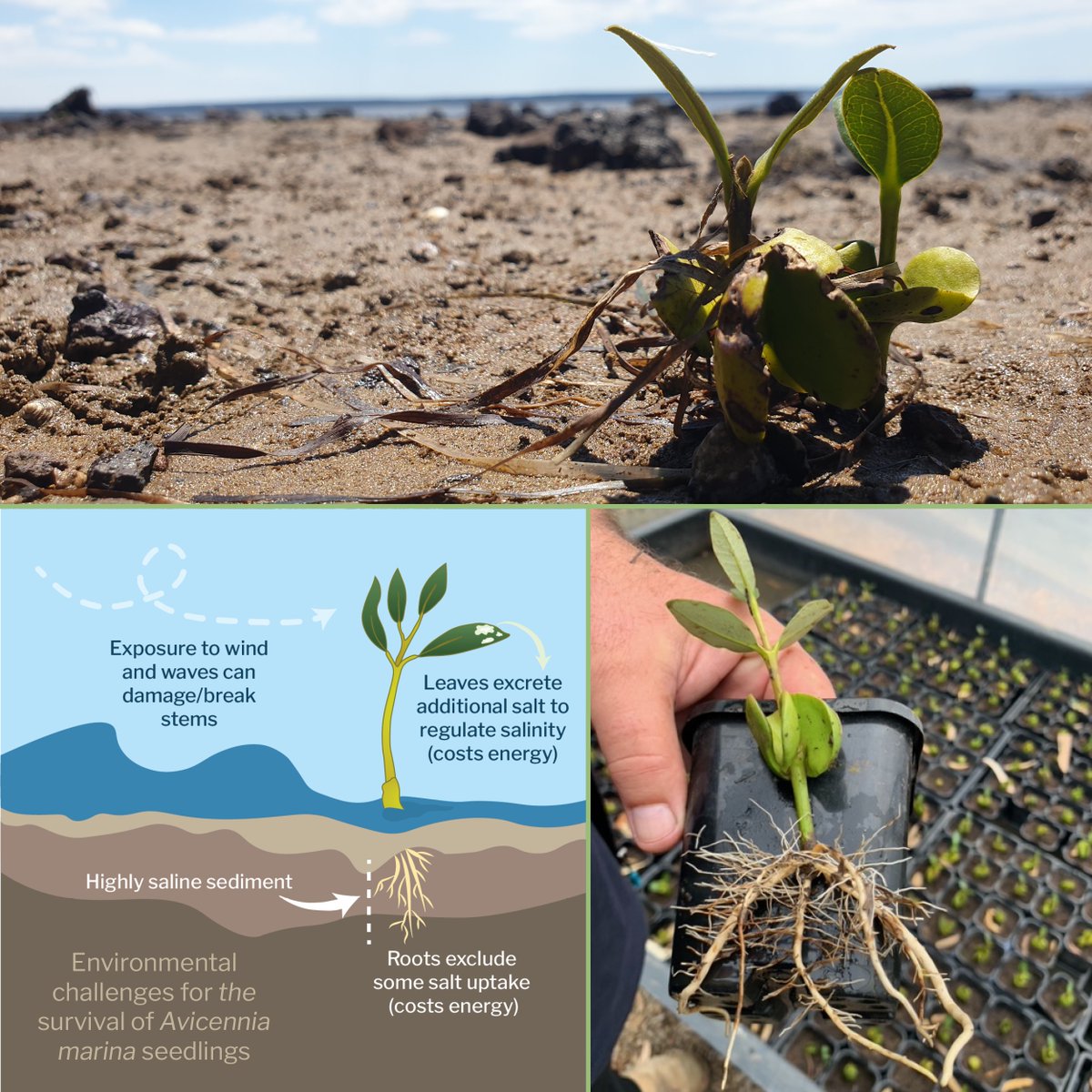 Grey mangroves have a tough upbringing- battling waves, storms, & high salinity as they grow. #ReGenOurCoasts aims to uncover whether tough love is needed for them to thrive, or if raising seedlings in a nursery during vulnerable stages of development can boost their survival.