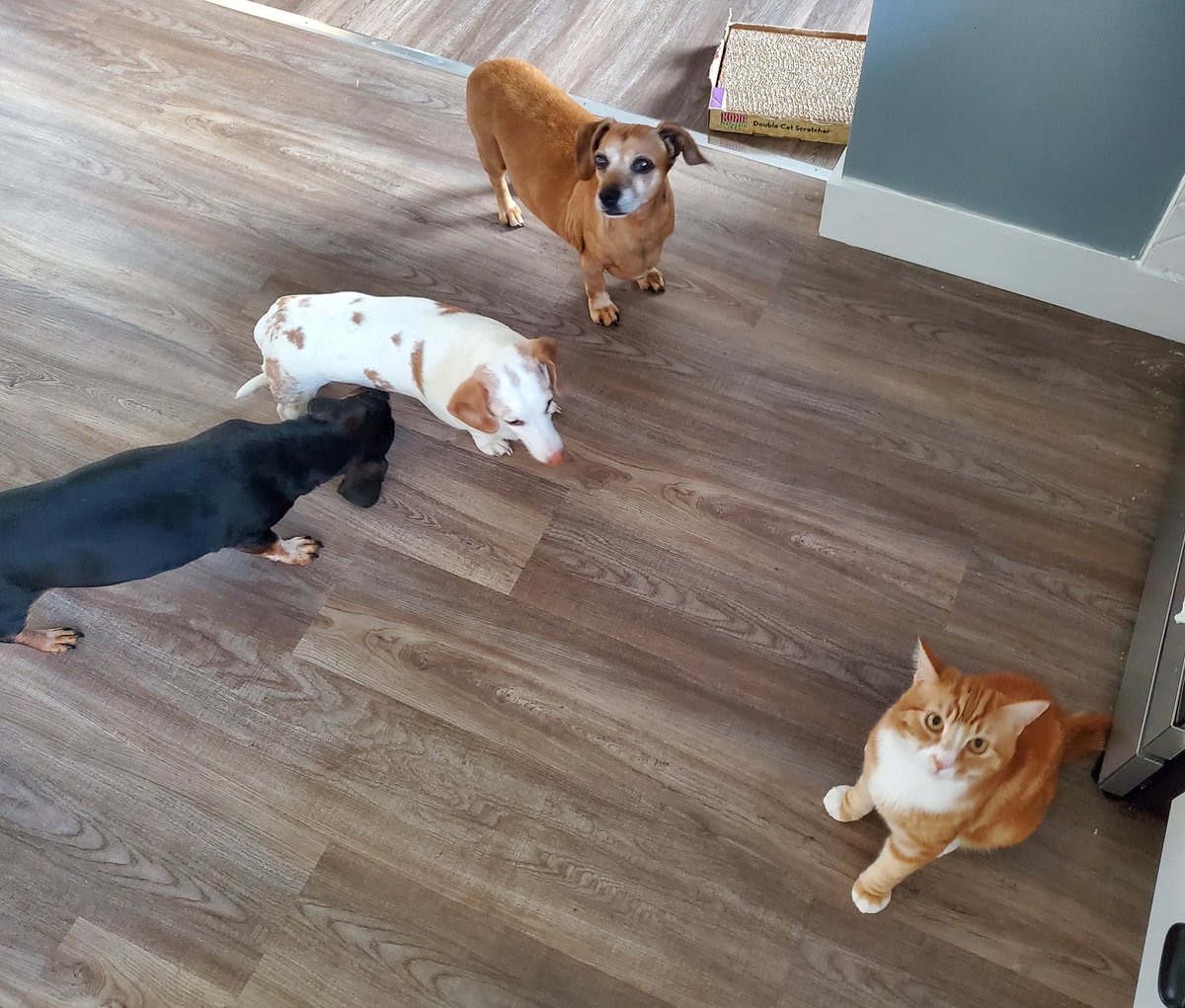 ArtRefinery's tweet photo. Some favorite snapshots of lou and the wiener crew over this week. The province is still incredibly on fire and we had an evacuated friend stay for a bit so lou had to begrudgingly make friends <3 https://t.co/zJEqOpmAjM