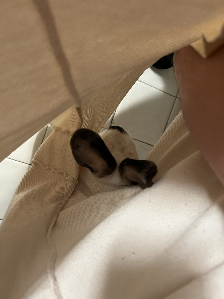 danikanico's tweet photo. “im nonbinary”
“but what’s in your pants?”
“a rabbit” https://t.co/OTqBl7fCUa