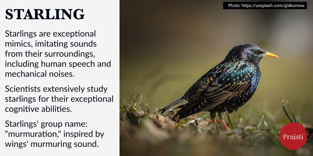 WePrajati's tweet image. Starlings are known for their intelligence and problem-solving abilities. 

#starling #birds #mimicry #artist #music #animals #planetearth #nature #photography #animalfacts #wildlifeconservation #conservation #intelligence