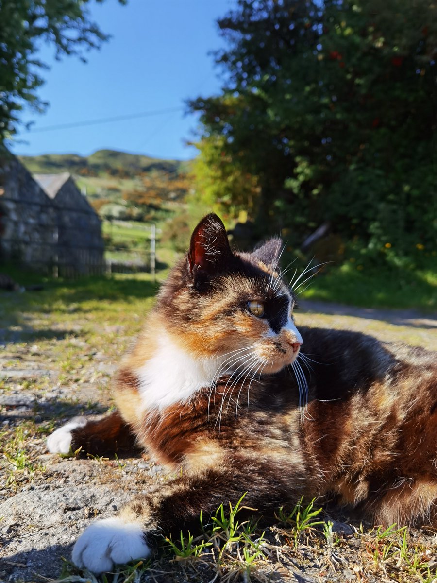 TheTribeOfMa (@tribeofma) on Twitter photo Good Morning from Zora and Marble Stray ✌️ 🐾 <a href="/aelmer/">Axel Elmer, iBC</a> <a href="/anitamariaAn/">Anitamaría</a> <a href="/FrauJemineh/">Frau Jemineh!</a> <a href="/Tiffany4ever/">Mariel</a> @sanddorndiva <a href="/CatVetPurr/">Donna Manley DVM</a> @BirgitLissowsky @KatzenPortal @redphooka @bluenovember3 🐾 🌄🐕🐾☕✌️ #straycats #adoptdontshop Good Morning from Zora and Marble Stray ✌️ 🐾 <a href="/aelmer/">Axel Elmer, iBC</a> <a href="/anitamariaAn/">Anitamaría</a> <a href="/FrauJemineh/">Frau Jemineh!</a> <a href="/Tiffany4ever/">Mariel</a> @sanddorndiva <a href="/CatVetPurr/">Donna Manley DVM</a> @BirgitLissowsky @KatzenPortal @redphooka @bluenovember3 🐾 🌄🐕🐾☕✌️ #straycats #adoptdontshop