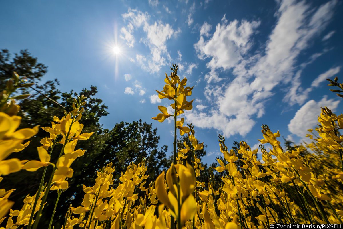 Dobro jutro / Good Morning / Guten Morgen 🌞 

📸 Zvonimir Barišin/PIXSELL
#goodmorning #morning #caosvima #jutro #dobrojutro #Travel  #PHOTOS #PhotographyIsArt #photoofthedays #Croatia #podstrana #woods #suma