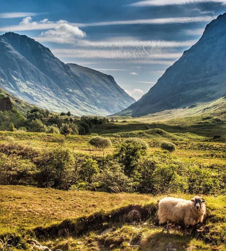 Enjoying your own backyard!
Great 📷: #VisitScotland
#Sheep #Scotland #ScottishBanner #AmazingScotland #ScottishHighlands #ScotlandIsCalling #BeautifulScotland #Nature #LoveScotland