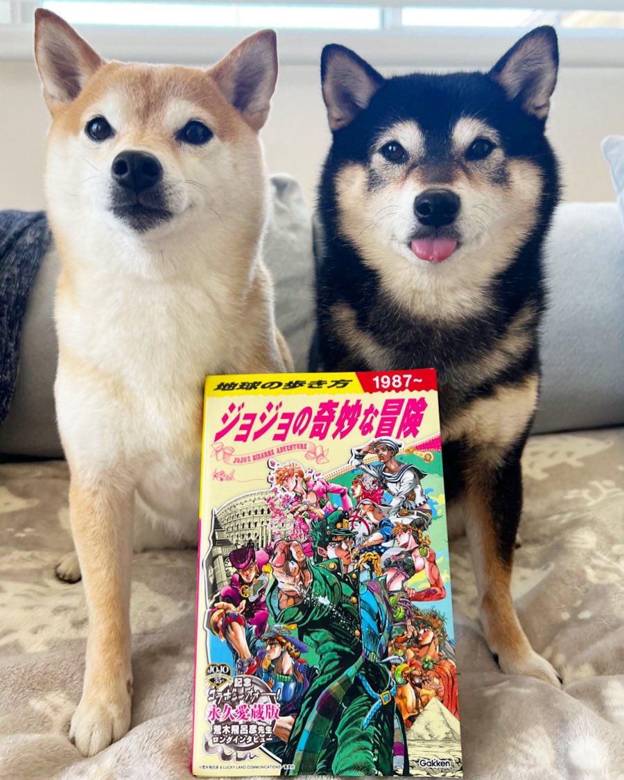 豆柴さんしー/Mameshiba34 (@Kuroshibasango) / Posts / X