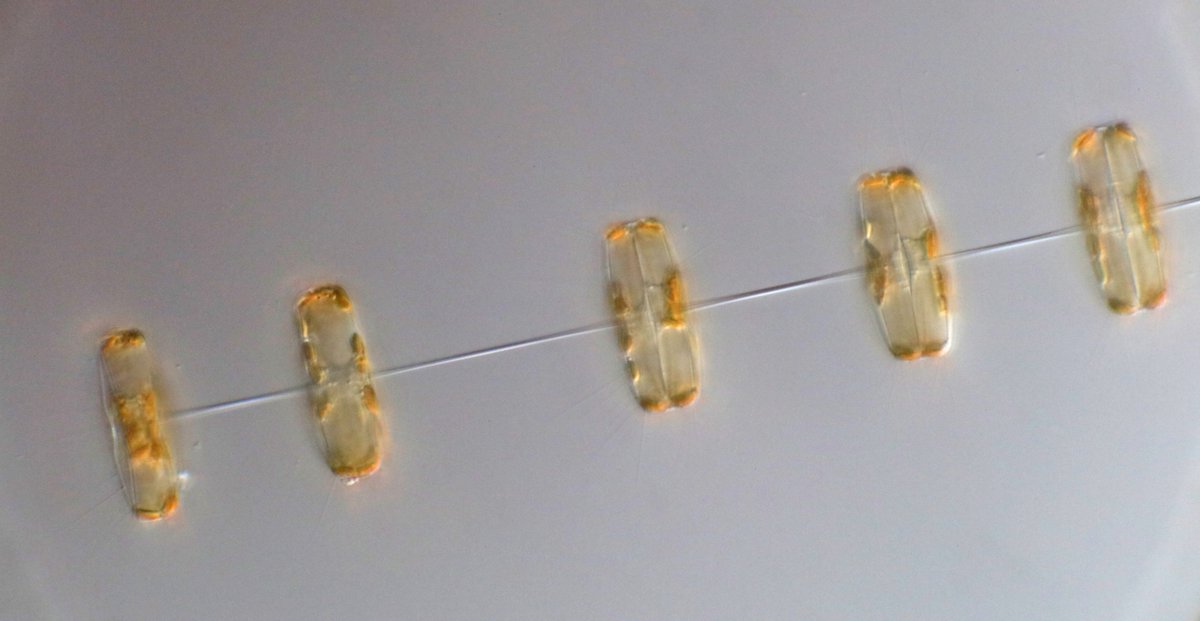 Karie Holtermann tweet media