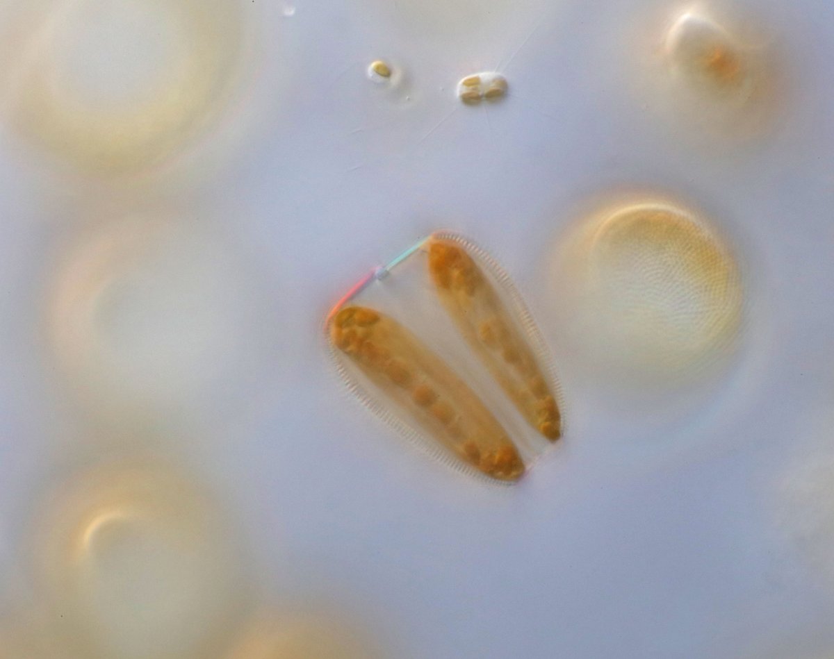 Karie Holtermann tweet media