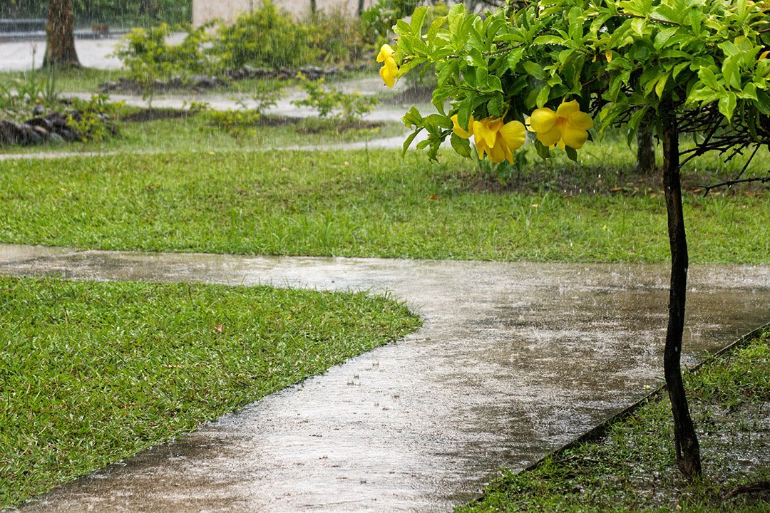 Heavy tropical rain shower | Seychelles
Stock photo available at Alamy:
Alamy image ID 2R045M1
@AlamyContent #AlamyPOTM #TheWeather
 
#weather #rain #seychelles #tropicalrain #raining #rainfall #green
#rainy #tropical #season 
#alamystockphoto #alamycontent #stockphoto