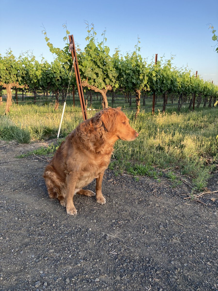 Cassidy is looking for you! Come see us! #Walla Walla #WAwine #redwine #vineyardvine #dog #