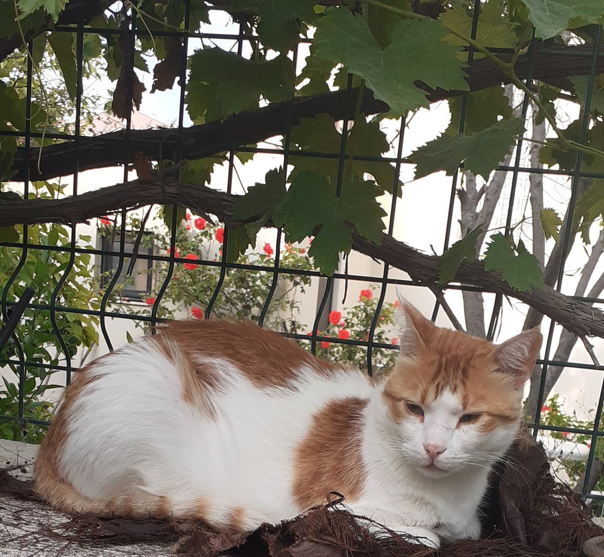 Skayacans's tweet image. Gunaydin, sabahin olumsuz haberlerini dinlemiş yine! #Kalisto