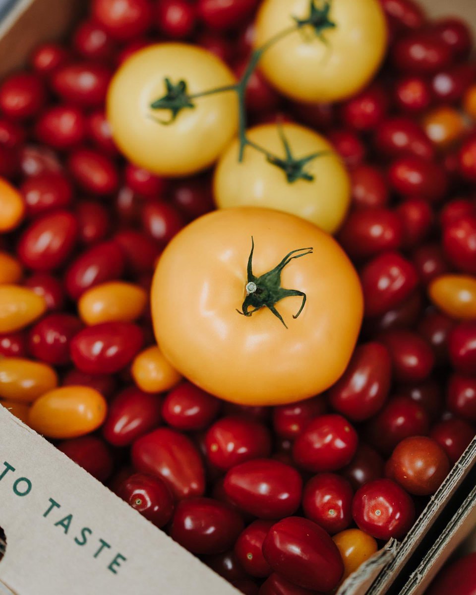 VillageGreensUK's tweet photo. Oh itโs the best time of the yearโฆ all the tomatoes you currently see in the shop are grown in the UK, to be more specific these ones are from the Isle of Wight. All #organic - as is all our fruit & veg.
#uktomatoes
#isleofwight
#shoplocal
#shopsmall
#prestwich
#manchester https://t.co/5xikDH8yKX