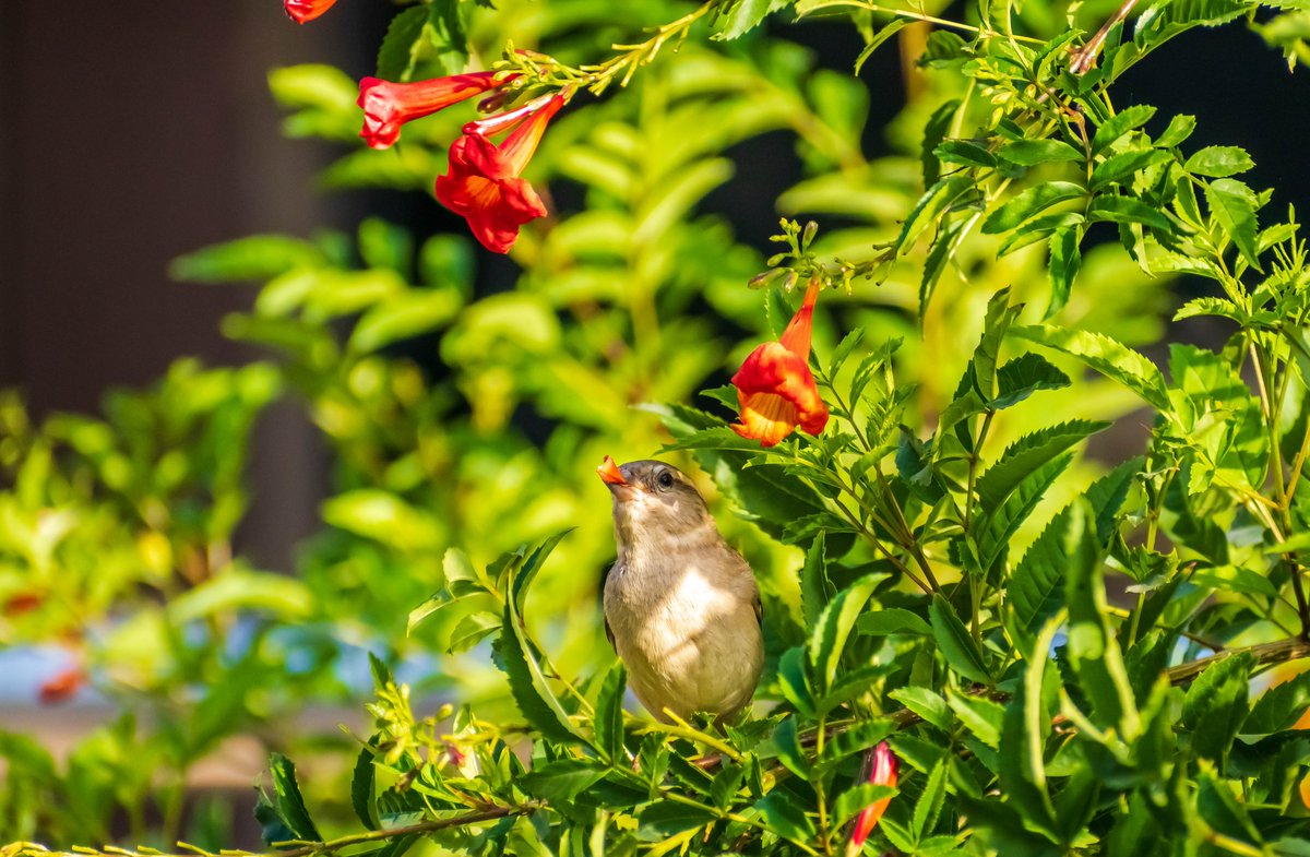 House Sparrow
Nikon D3500, 70-300mm

#TwitterNatureCommunity #VitaminN #IndiAves #throughyourlens #photography #BBCWildlifePOTD #wildlifephotography #BirdsSeenIn2022 #IncredibleIndia #birdwatching #birdsinflight #birds #birdsofindia #ThePhotoHour #tweeterbird