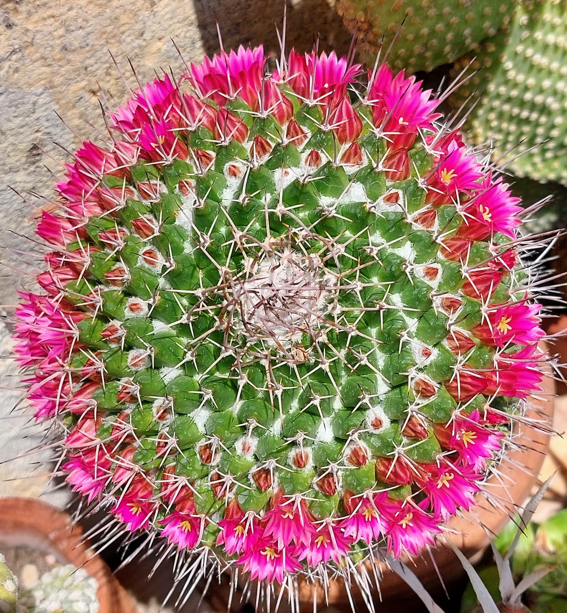 #Carso & #Succulents 

Nel mio giardino
sta trionfando 
la ..  serie di #Fibonacci !

@CactusSucculent @SucculentWorld @DiscoverTrieste @regioneFVGit @FVGlive @adriawildlife @Ipocontro @stregapoeta @patrizia_fonda @ANGELACHIDDEMI @CiriSince1978 @Rus_Tego @LivioMetton @gmdb