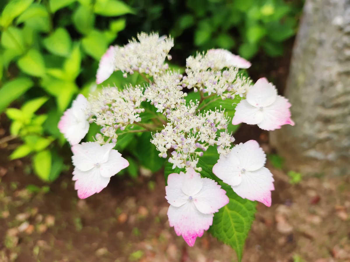 dorataki913's tweet image. #Minote10Pro  で撮影してきました。今でも📱現役です。
近所の紫陽花まつり開催中のお寺にて。