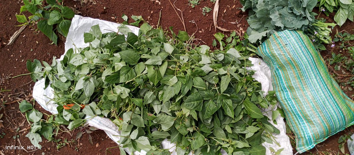 KPL_Women's tweet photo. Taking control of our own food system 
#AgroecologyForFoodSovereignty 
@PeasantsLeague @bizgrades @1000currents @Tonny_Zucchini @PTwombili @Owiti1Susan @HabuWanjiru @fiodeeking @cidioti @irene_asuwa @Ms_Azuh https://t.co/UXPB89ZvLL