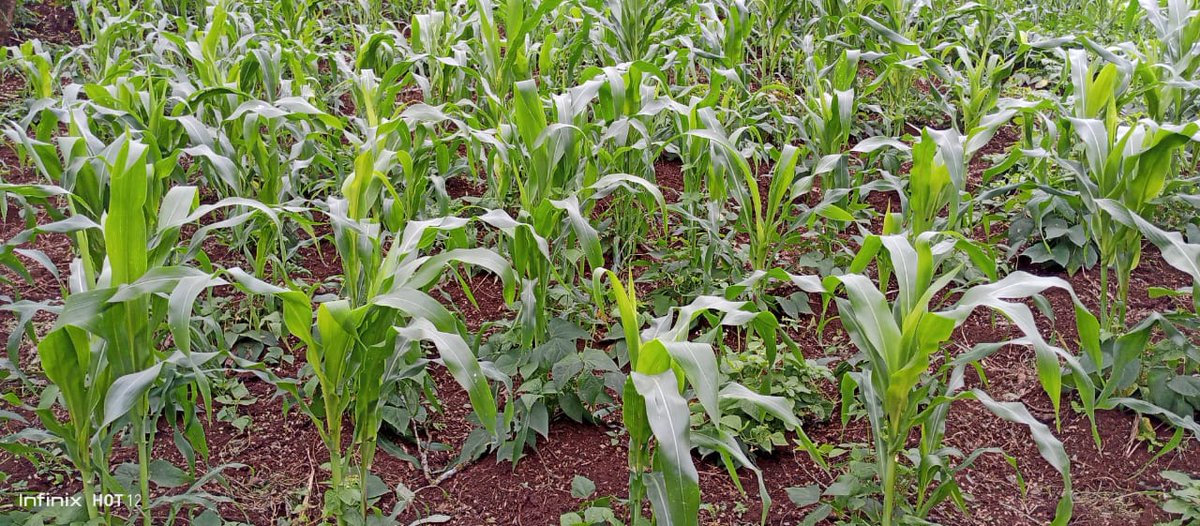 KPL_Women's tweet photo. Taking control of our own food system 
#AgroecologyForFoodSovereignty 
@PeasantsLeague @bizgrades @1000currents @Tonny_Zucchini @PTwombili @Owiti1Susan @HabuWanjiru @fiodeeking @cidioti @irene_asuwa @Ms_Azuh https://t.co/UXPB89ZvLL
