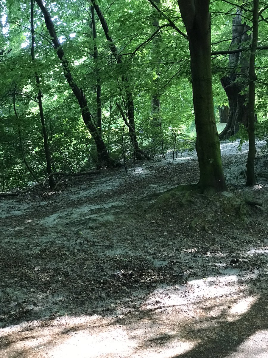 Snow on the ground in #clackmannanshire yesterday?? 🌳 🍃