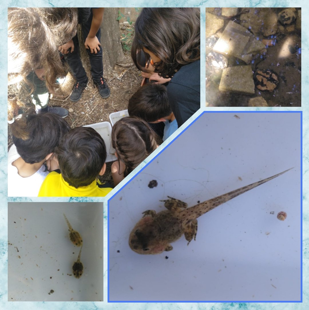 Els Kiwis de 3r van descobrir que hi ha capgrossos de tòtil a la bassa de l'escola!. #escolaTresPins #natura