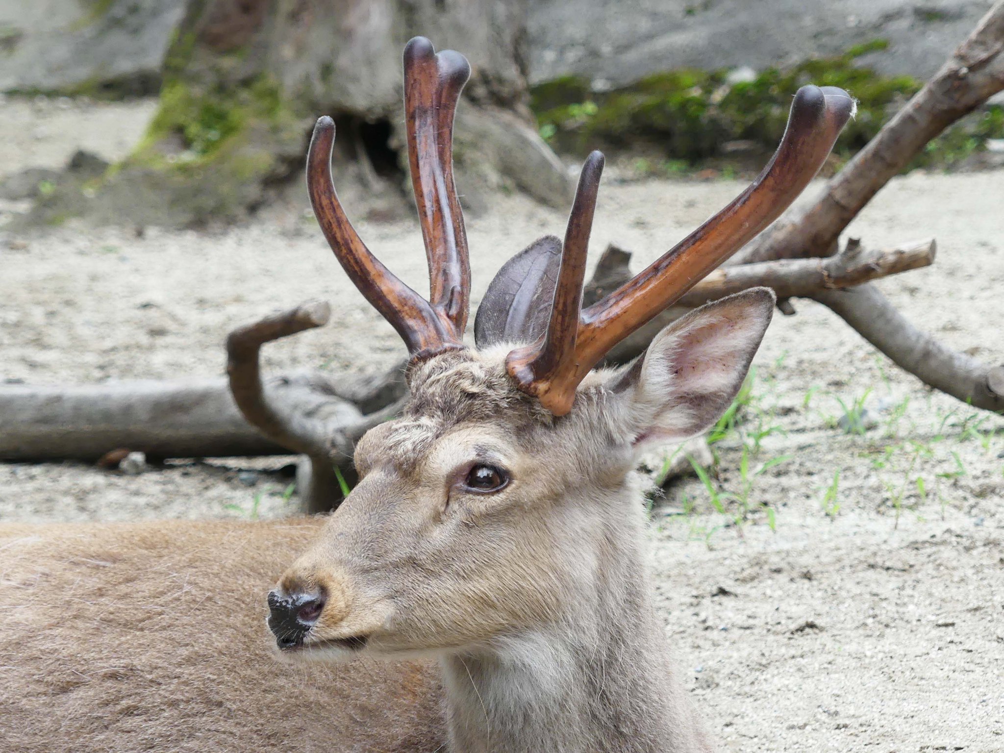 上野動物園［公式］ na platformi X: „にょきにょきにょきにょきっ