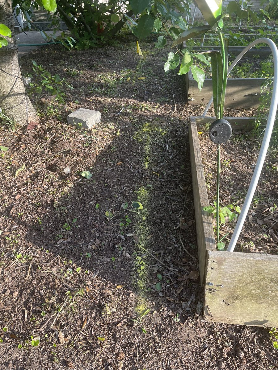 taj anwar baoll bka OGBSK🕊️🩸 tweet media