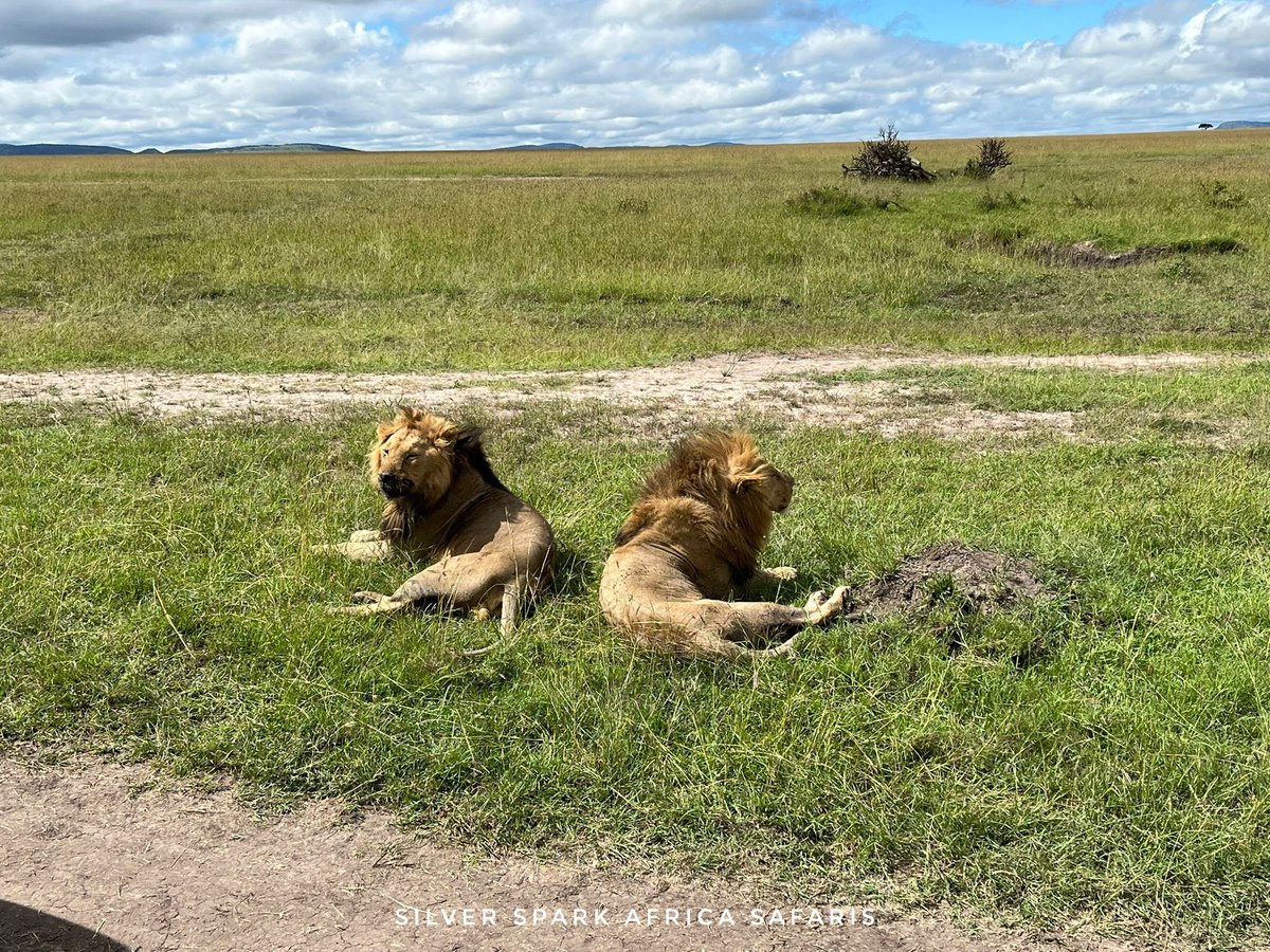 The territory is well under control.
🦁 :Lion 
#lions #Kenya #gamedrive #safaris #SilverSparkAfrica #Places #africanphotography #Africa #traveltips #instatravel #travelgram #traveling #Safaritours #Safariworld #tembeakenya🇰🇪 #Magicalkenya #mara #canonphotography #nature