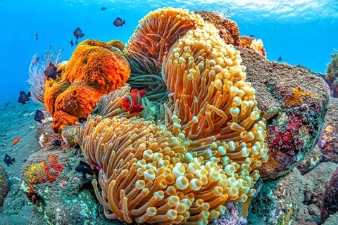 #Wednesday | #TravelVibes
The world's most colourful coral reefs
(StarInsider)
🖱️ cutt.ly/iwqVJ9Ef
🌐 FORCESCARHIRE.COM
One Stop for all your Travel
🇬🇧 #veteranowned 🇬🇧
#travel #carhire #flights #hotels #ukairportparking #forcescarhire #MHHSBD #ssafa #blesma