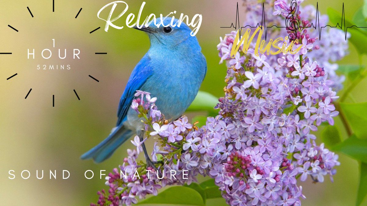 relaxing birds 🏞 sound that heals stress, anxiety and depressive conditions, heals, gentle music 🌺
#relax #relaxation #calmmusic 

Follow for more 
youtu.be/qwxl9G43Lv0