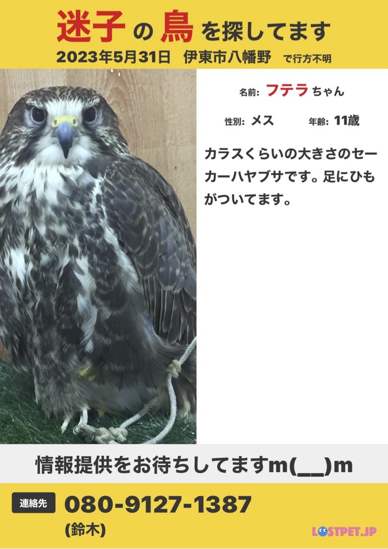 インコのようなおとなしい子です。もしかしたら、の情報でも結構です。ご連絡をお待ちしています。
#迷子鳥 #伊豆高原 #ハヤブサ #静岡 #伊東市 #八幡野