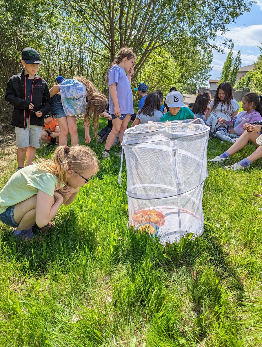 MsBarringtonCG's tweet image. We&apos;ve loved watching them grow and today we got to watch our butterflies fly away! @ChristinaGFMPSD @FMPSD #iteachthird #scienceisfun #lifecycles #grade3istheplacetobe