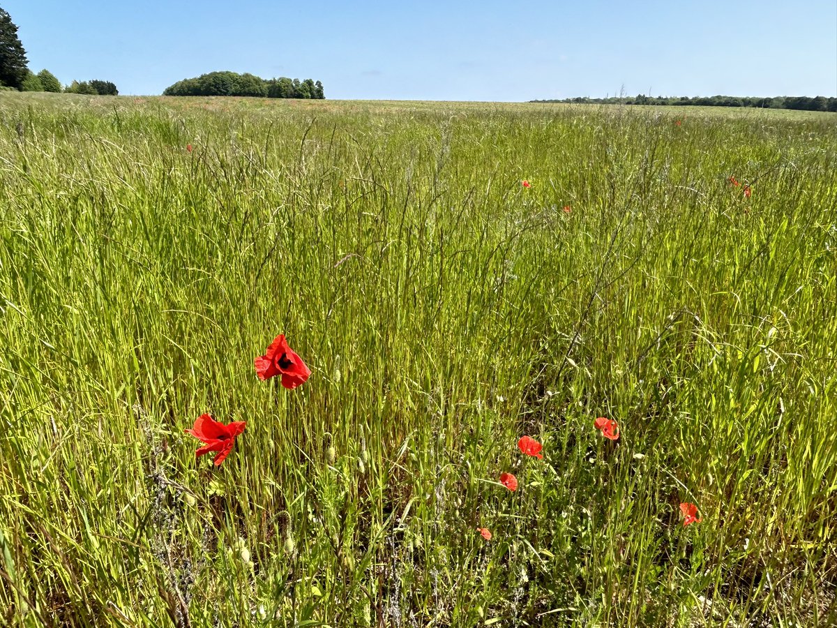 Some last minute novel editing in Norfolk, following my protagonist’s journey… falling back in love with summer poppies, so often used in sectarian/wartime imagery, and chatting to locals about legendary Queen Boudicca, who lived here. At my sleeping bag-writing desk 💜🪶