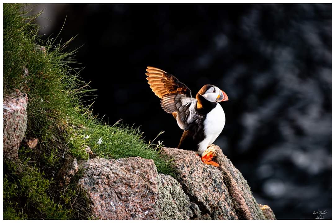 Puffin ready to go at Bullers of Buchan, Aberdeenshire.
#jessopsmoment