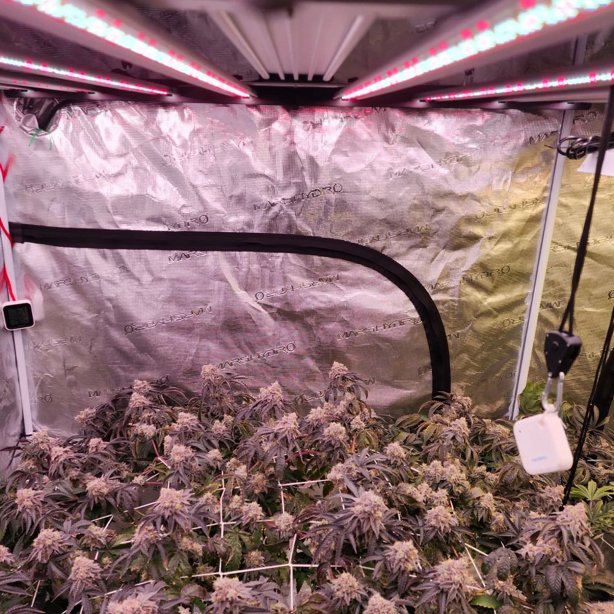 The PRO720 is available now after being out of stock for a while.
Pls click this link to get one:
hyphotonflux.com/products/pro-7…
Apply coupon code 'Twitter' to get 5% off when you check
#goodeats420 #twenty20 #snowcaine #growyourown #indoorgarden #gardening #growlights #nugmag #growroom