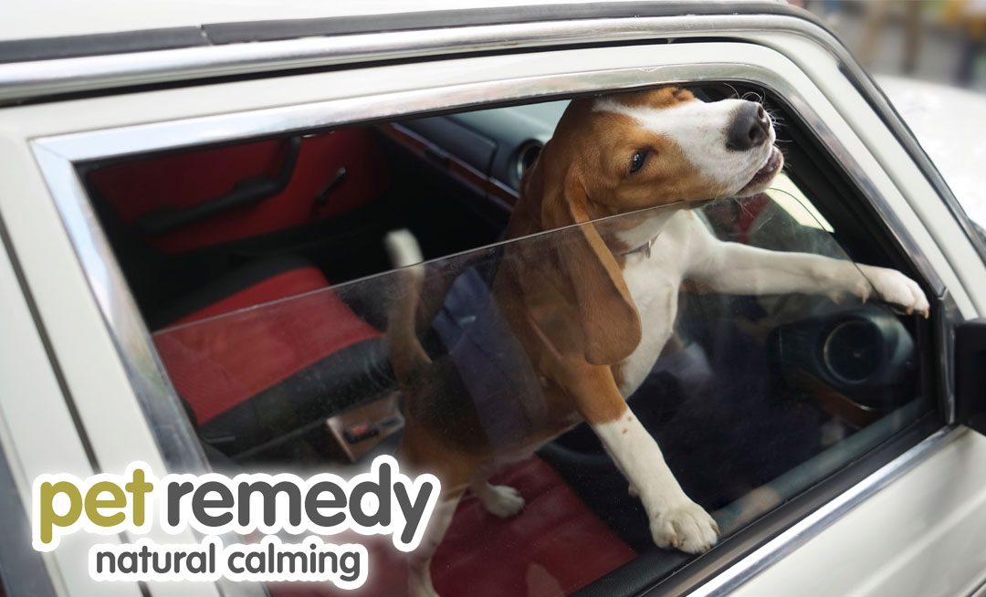 The Dangers of Leaving a Dog in a Hot Car: What You Need to Know. petremedy.co.uk/the-dangers-of… #petremedy #dogs #dogsoftwitter #DogsLover