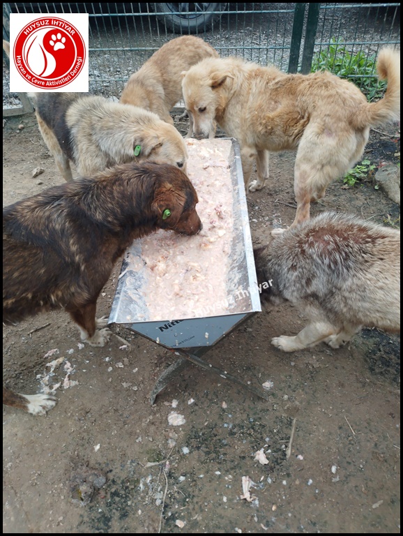 huysuzihtiyardg's tweet photo. 30 Mayıs 2023 Salı Beykoz Beslemesi
Siz açlık nedir bilir misiniz ? https://t.co/Xld5nJVTpY 0532 630 53 99 #dogs #dogs #Turkey #köpek #kitty #su #umraniye #şile #sisli #uskudar #kadikoy #samandira #sultanbeyligi #sancaktepe #İstanbul #pendik #turkiye #izmir #sariyer #can #kedi https://t.co/pAIkxAPg9o