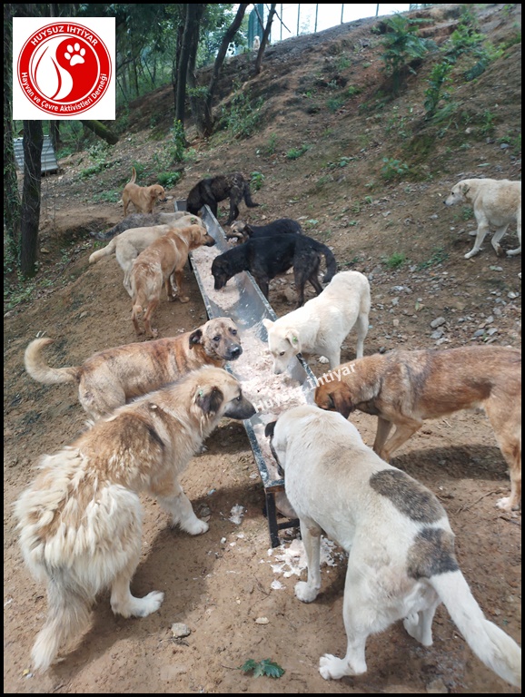 huysuzihtiyardg's tweet photo. 30 Mayıs 2023 Salı Beykoz Beslemesi
Siz açlık nedir bilir misiniz ? https://t.co/Xld5nJVTpY 0532 630 53 99 #dogs #dogs #Turkey #köpek #kitty #su #umraniye #şile #sisli #uskudar #kadikoy #samandira #sultanbeyligi #sancaktepe #İstanbul #pendik #turkiye #izmir #sariyer #can #kedi https://t.co/pAIkxAPg9o