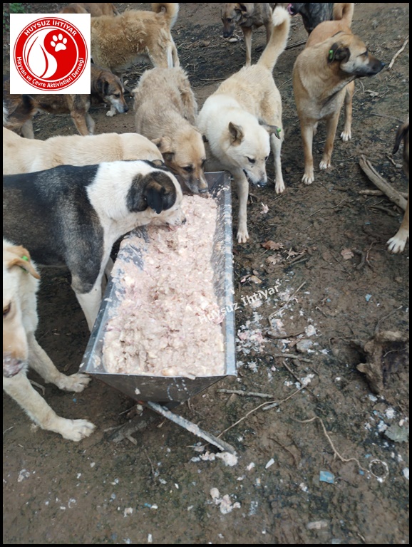 huysuzihtiyardg's tweet photo. 30 Mayıs 2023 Salı Beykoz Beslemesi
Siz açlık nedir bilir misiniz ? https://t.co/Xld5nJVTpY 0532 630 53 99 #dogs #dogs #Turkey #köpek #kitty #su #umraniye #şile #sisli #uskudar #kadikoy #samandira #sultanbeyligi #sancaktepe #İstanbul #pendik #turkiye #izmir #sariyer #can #kedi https://t.co/dhXfH79WDw