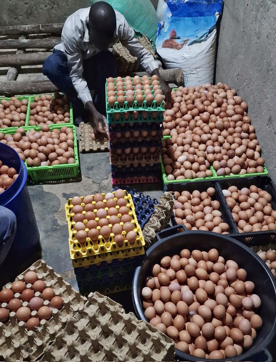 MasabaDaniel's tweet image. I once told a friend that Chickens would make me rich, he doubted. Now he wants to join me! 
#farmup #drdaniel #farming #eggs